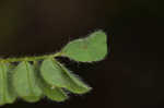 Bearded milkvetch